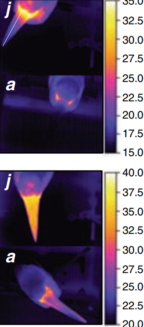 巨嘴鸟在四个不同的Ta（15°，20°的表面温差的温度曲线