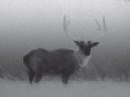 热成像下看到猎物